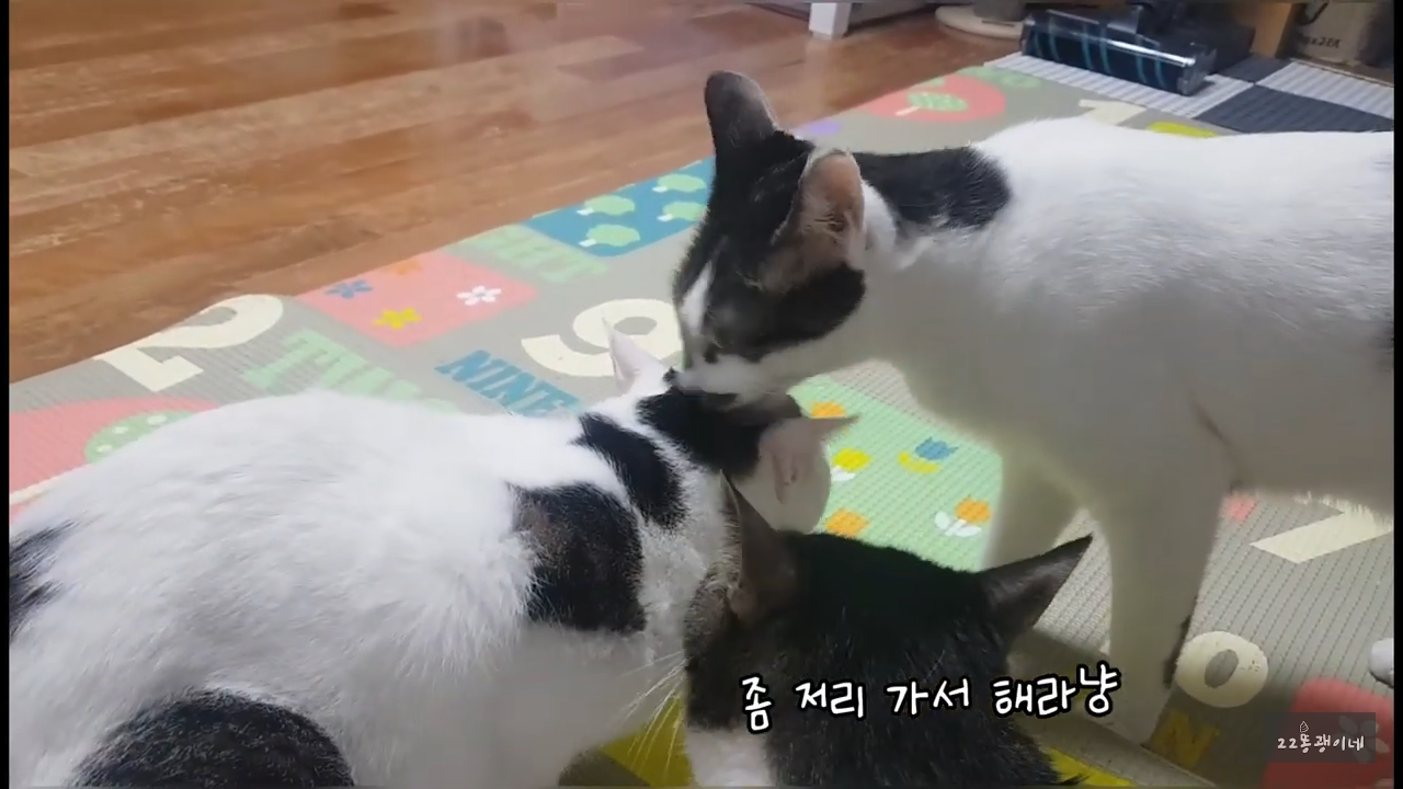 내가 때리는건 괜찮아도 남이 때리는건 안괜찮은 현실남매 고양이 | 인스티즈