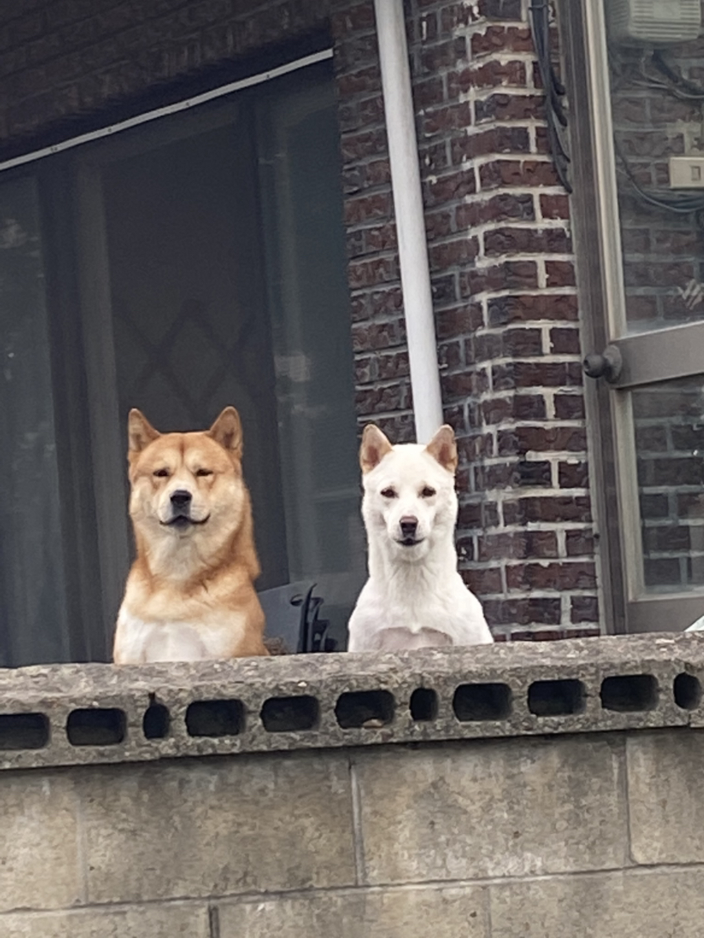 애가 이미지