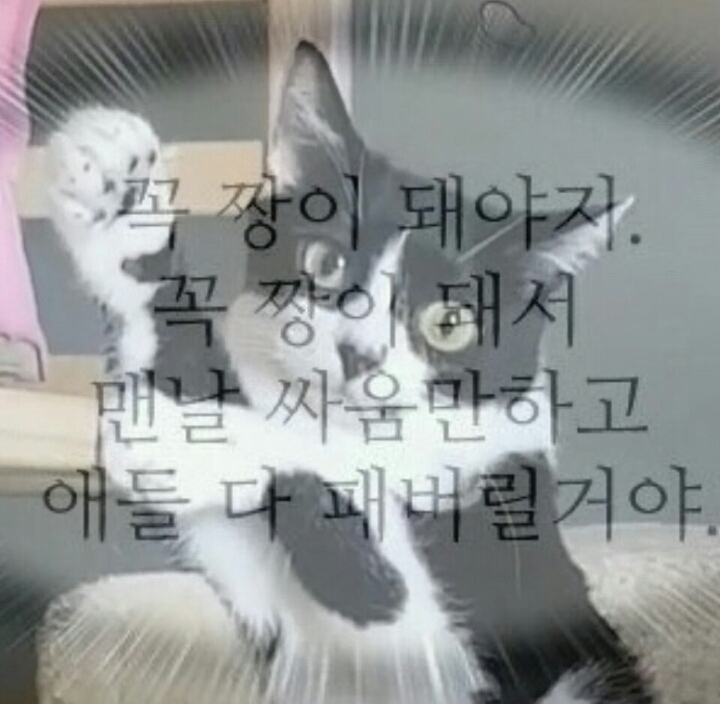 쪼꼬미 소이가 다른 고양이를 때리는 이유 | 인스티즈