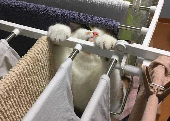 자기가 빠져놓고 집사에게 도움의 눈빛 | 인스티즈