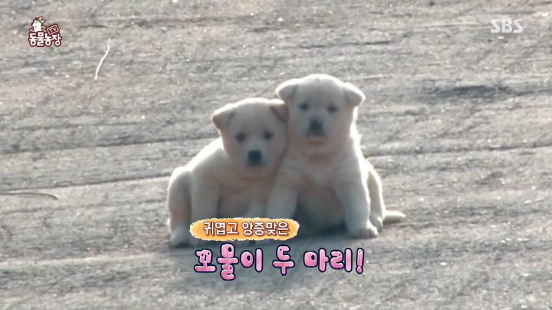 동물농장 취재진이 23마리 아기백구네 집에 찾아갔을 때 제일 처음 맞이한 광경.jpg | 인스티즈