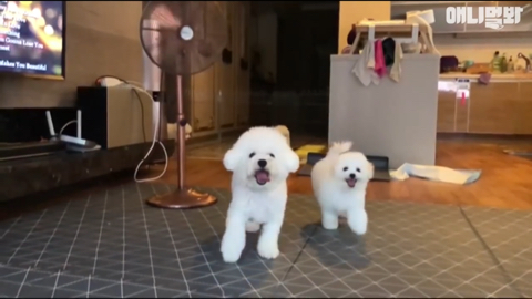 엄마가 차별한다는 비숑댕댕이,, | 인스티즈