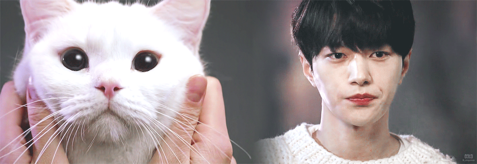 [어서와] 사람 아니고 고양이 X 강아지 아니고 사람.gif | 인스티즈