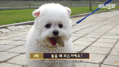 돌멩이를 물고 다니는 강아지 ㅋㅋㅋㅋ(귀여움주의) | 인스티즈