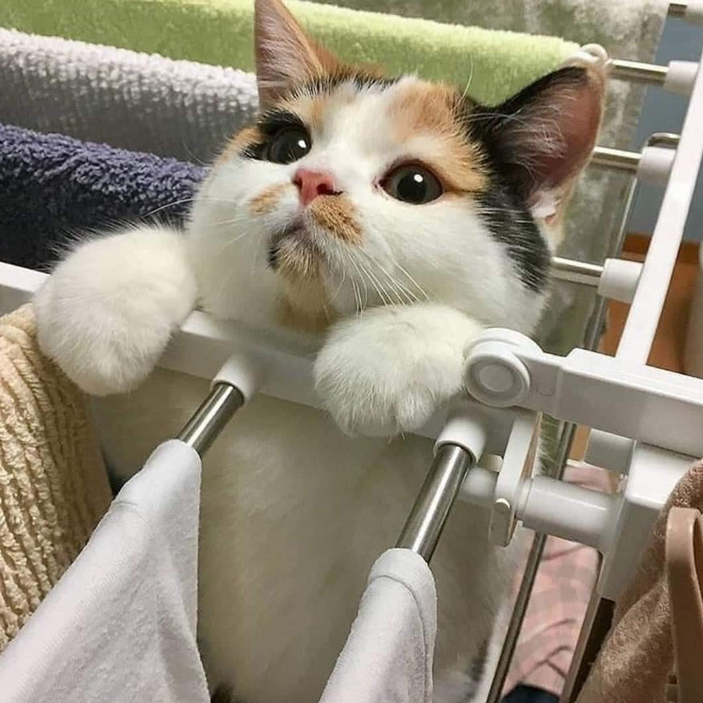 자기가 빠져놓고 집사에게 도움의 눈빛 | 인스티즈