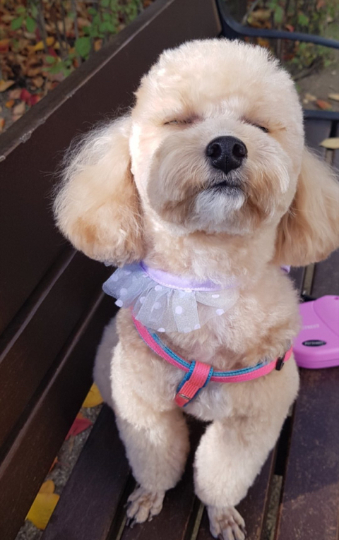 김호두 이미지