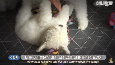 엄마가 차별한다는 비숑댕댕이,, | 인스티즈