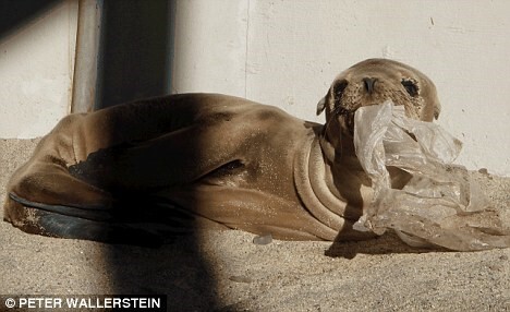 플라스틱 쓰레기로 신음하는 동물들 | 인스티즈