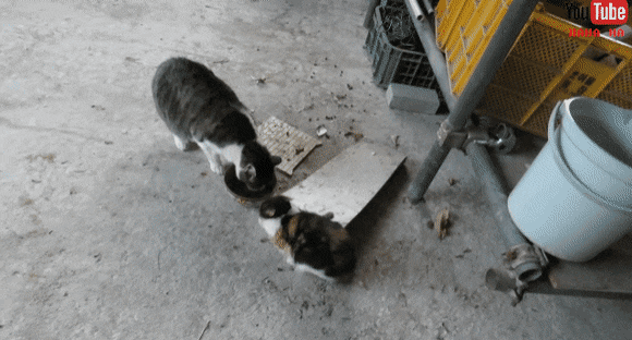 눈물 없인 볼 수 없는 ha삼색 쭈구리 시절...gif | 인스티즈