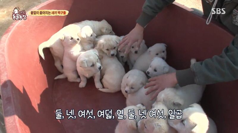 동물농장 취재진이 23마리 아기백구네 집에 찾아갔을 때 제일 처음 맞이한 광경.jpg | 인스티즈