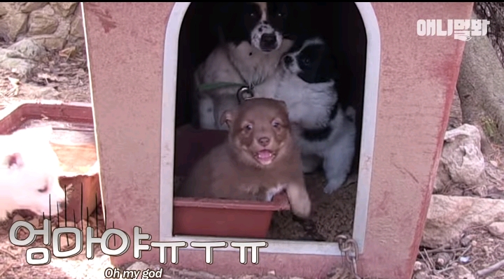 나만 점박이 없어...ㅠ 다른 형아들 다 점박이 있고 나만 없어....ㅜㅜ | 인스티즈