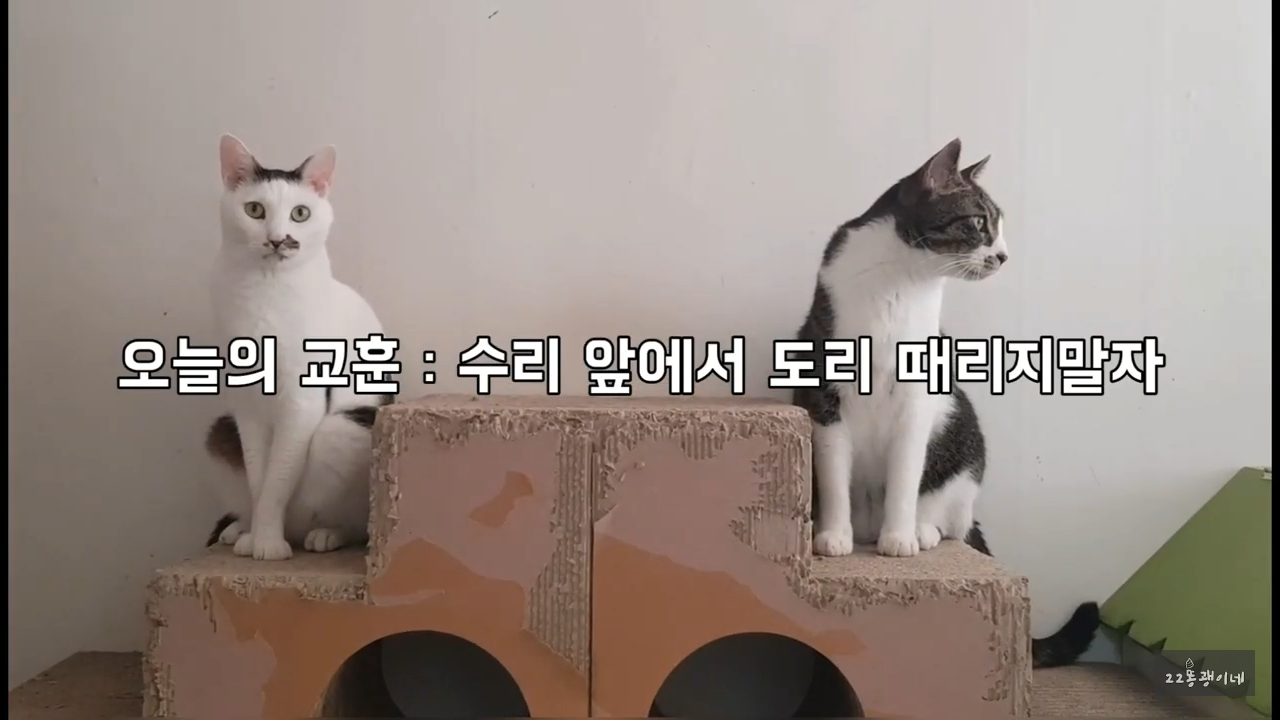 내가 때리는건 괜찮아도 남이 때리는건 안괜찮은 현실남매 고양이 | 인스티즈