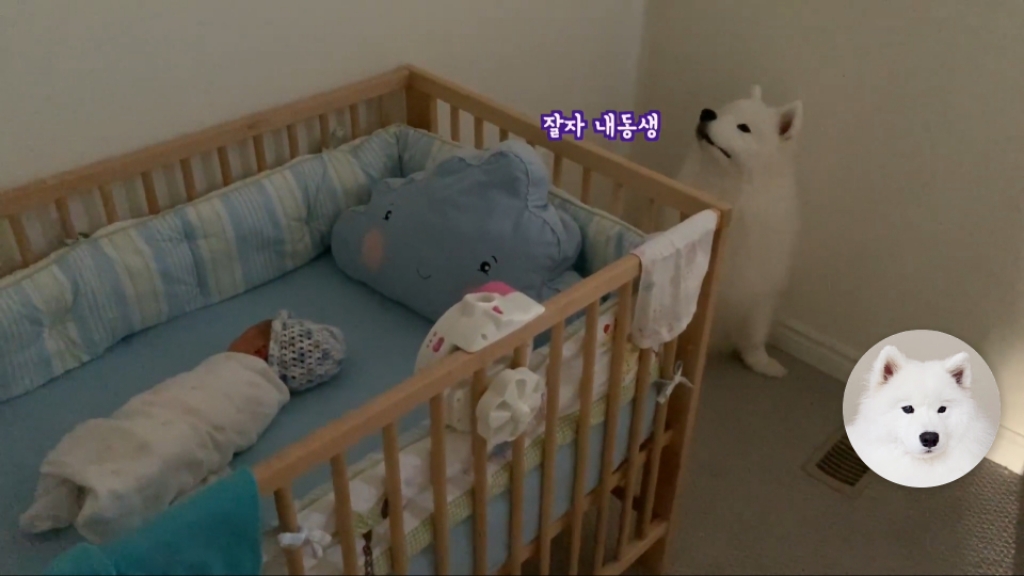 강아지들이 갓난아이를 보는 표정 | 인스티즈