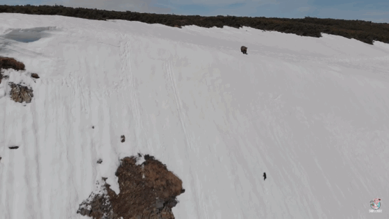 어미곰 뒤따라가는 새끼곰(feat. 또르르르르르르).gif | 인스티즈
