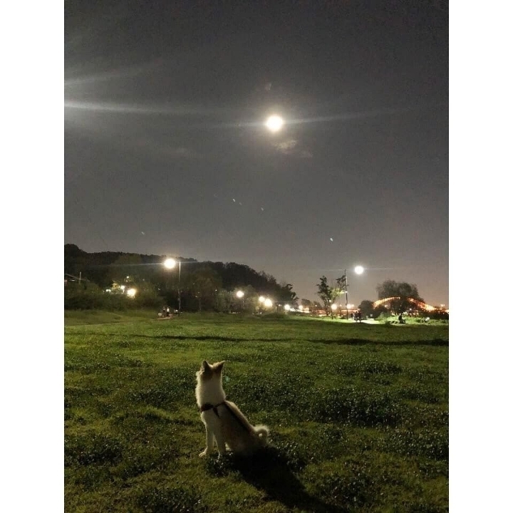 배우 성훈이 입양한 유기견 양희가 가지고 있던 트라우마 | 인스티즈