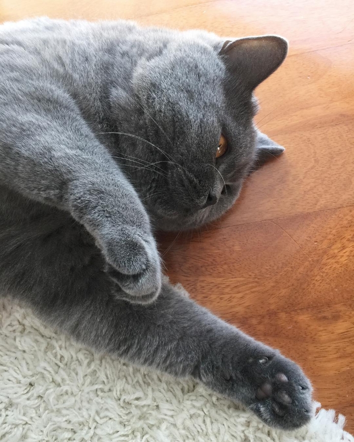 나는 진지하게 사람이 더 좋다 vs 고양이가 더 좋다 | 인스티즈