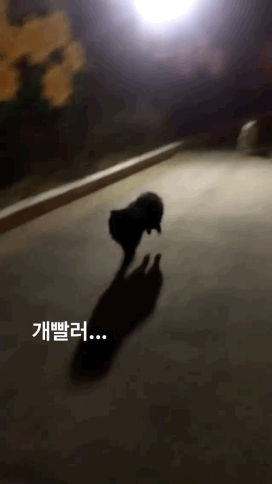 알바하다가 댕댕이들이랑 짱친 먹었던 적 있는데 | 인스티즈