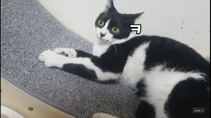 쪼꼬미 소이가 다른 고양이를 때리는 이유 | 인스티즈