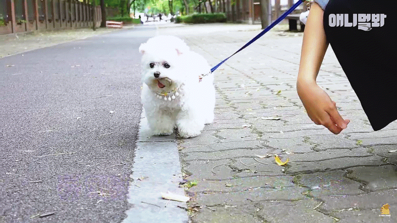 돌멩이를 물고 다니는 강아지 ㅋㅋㅋㅋ(귀여움주의) | 인스티즈