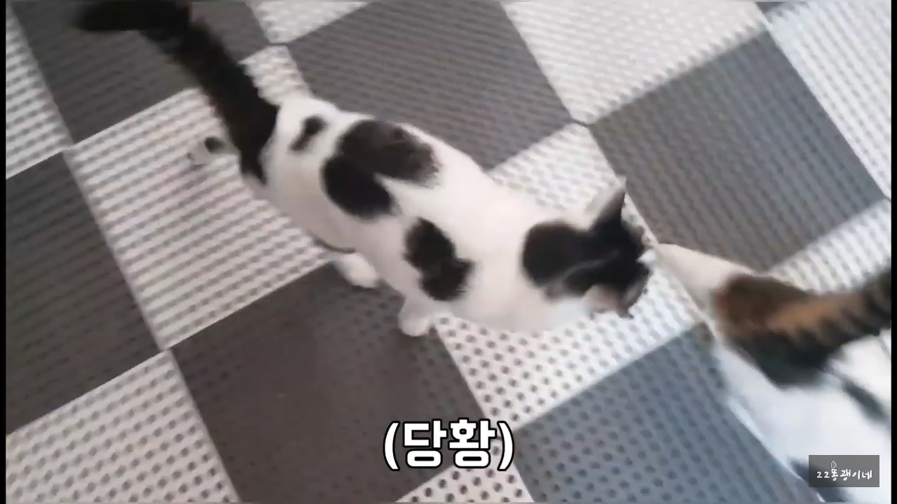 내가 때리는건 괜찮아도 남이 때리는건 안괜찮은 현실남매 고양이 | 인스티즈