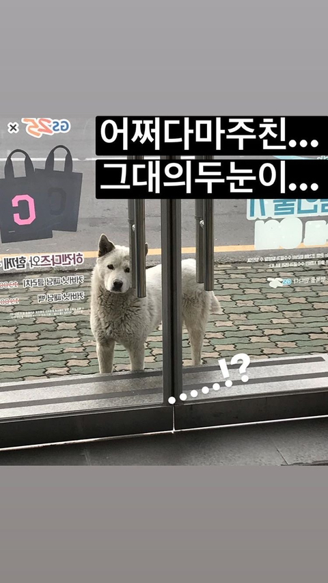 알바하다가 댕댕이들이랑 짱친 먹었던 적 있는데 | 인스티즈