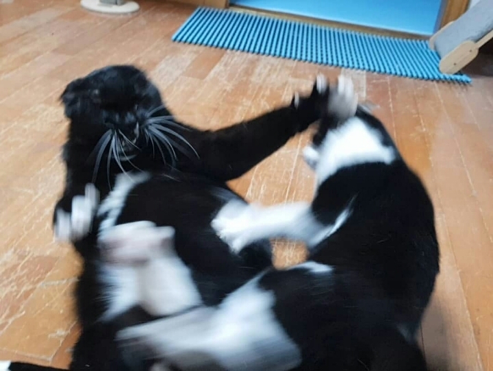 쪼꼬미 소이가 다른 고양이를 때리는 이유 | 인스티즈