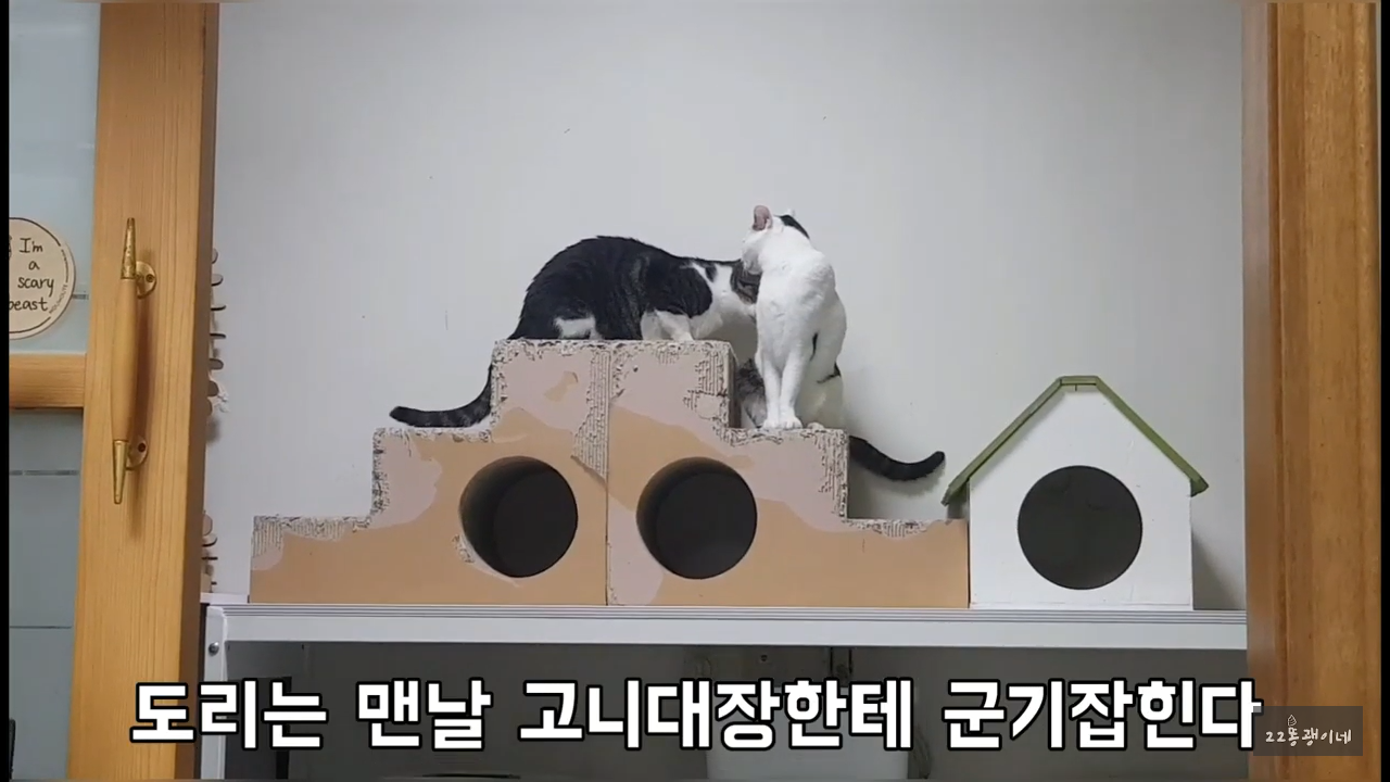 내가 때리는건 괜찮아도 남이 때리는건 안괜찮은 현실남매 고양이 | 인스티즈