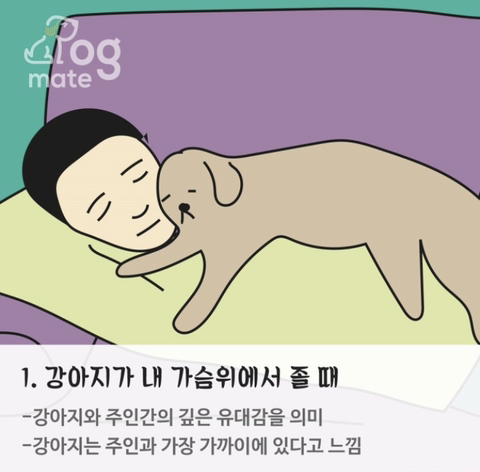 자는 자세로 보는 나와 강아지의 관계 | 인스티즈