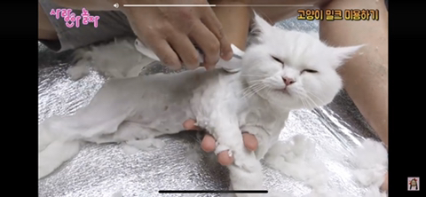 아파트 놀이터에서 고양이 털 깍는 키즈유튜버 애비 | 인스티즈