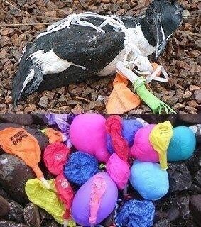 플라스틱 쓰레기로 신음하는 동물들 | 인스티즈