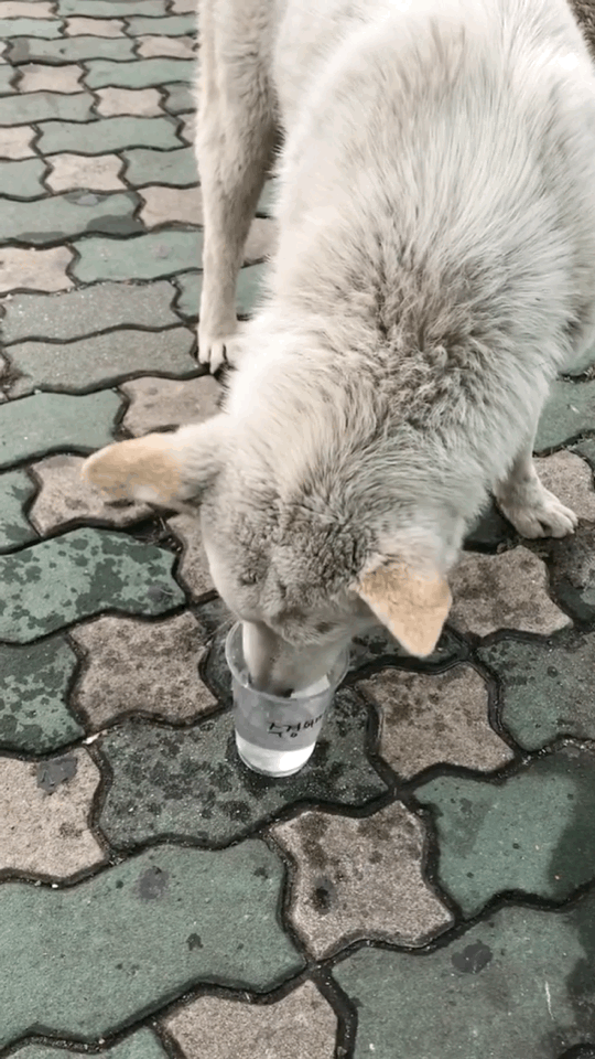 알바하다가 댕댕이들이랑 짱친 먹었던 적 있는데 | 인스티즈