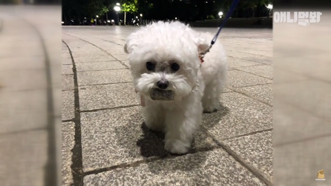 돌멩이를 물고 다니는 강아지 ㅋㅋㅋㅋ(귀여움주의) | 인스티즈