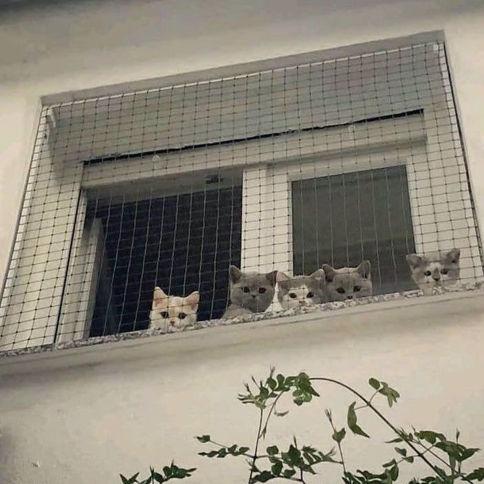 전지적 아기고양이 시점 | 인스티즈