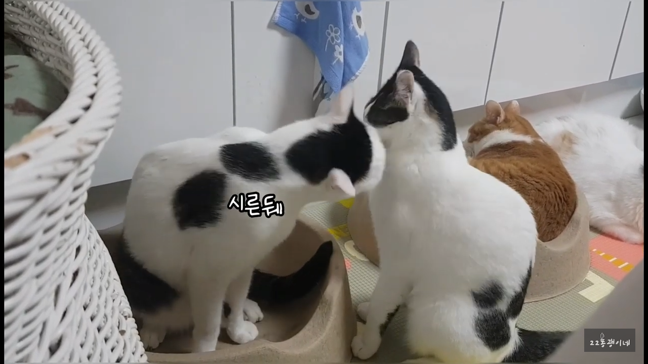 내가 때리는건 괜찮아도 남이 때리는건 안괜찮은 현실남매 고양이 | 인스티즈