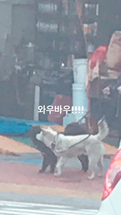 알바하다가 댕댕이들이랑 짱친 먹었던 적 있는데 | 인스티즈