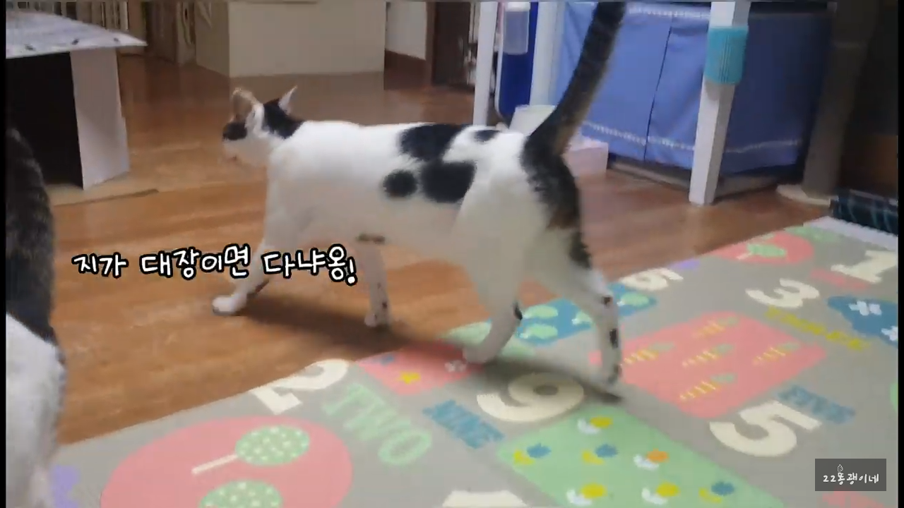 내가 때리는건 괜찮아도 남이 때리는건 안괜찮은 현실남매 고양이 | 인스티즈