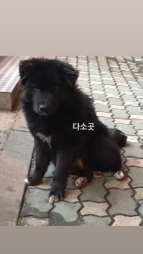 알바하다가 댕댕이들이랑 짱친 먹었던 적 있는데 | 인스티즈