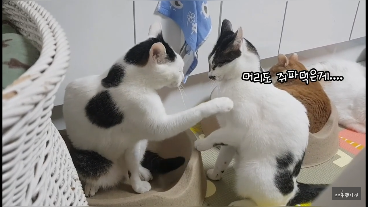 내가 때리는건 괜찮아도 남이 때리는건 안괜찮은 현실남매 고양이 | 인스티즈