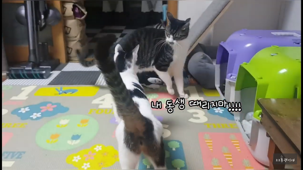 내가 때리는건 괜찮아도 남이 때리는건 안괜찮은 현실남매 고양이 | 인스티즈