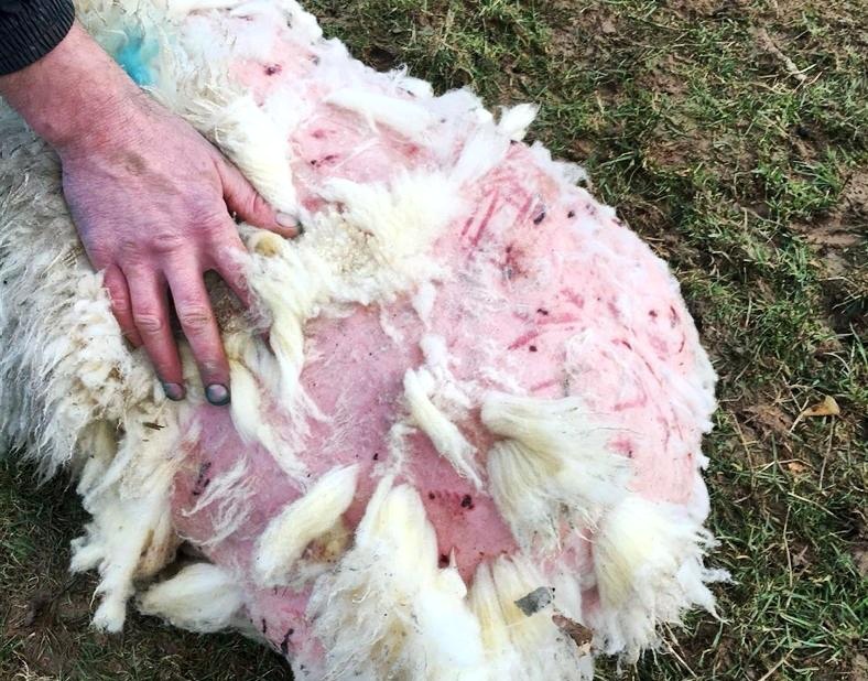 양떼목장을 습격하는 개들 (사진주의) | 인스티즈