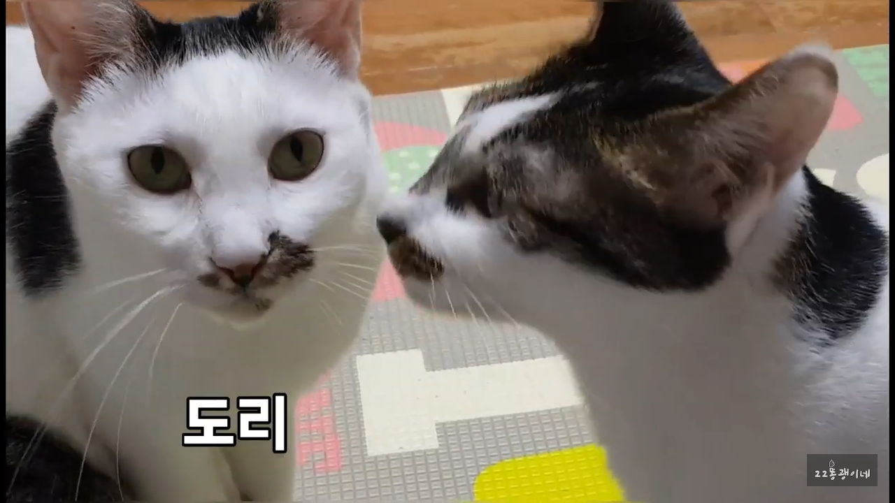 내가 때리는건 괜찮아도 남이 때리는건 안괜찮은 현실남매 고양이 | 인스티즈