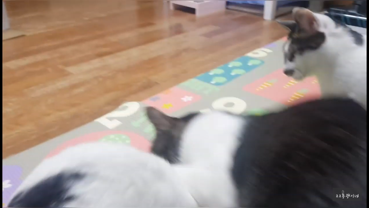 내가 때리는건 괜찮아도 남이 때리는건 안괜찮은 현실남매 고양이 | 인스티즈