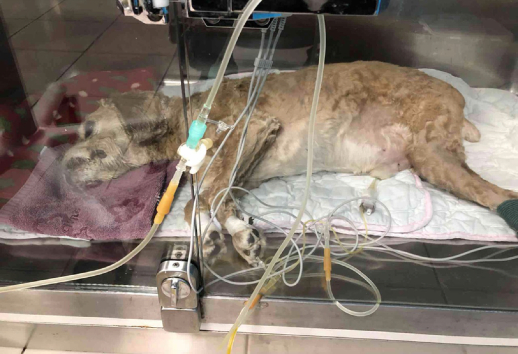 생각보다 많은 반려동물 보호자들이 하고 있는 동물학대.jpg | 인스티즈