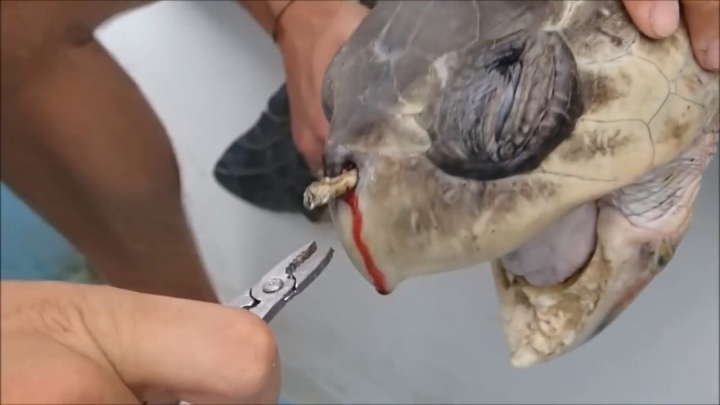 플라스틱 쓰레기로 신음하는 동물들 | 인스티즈