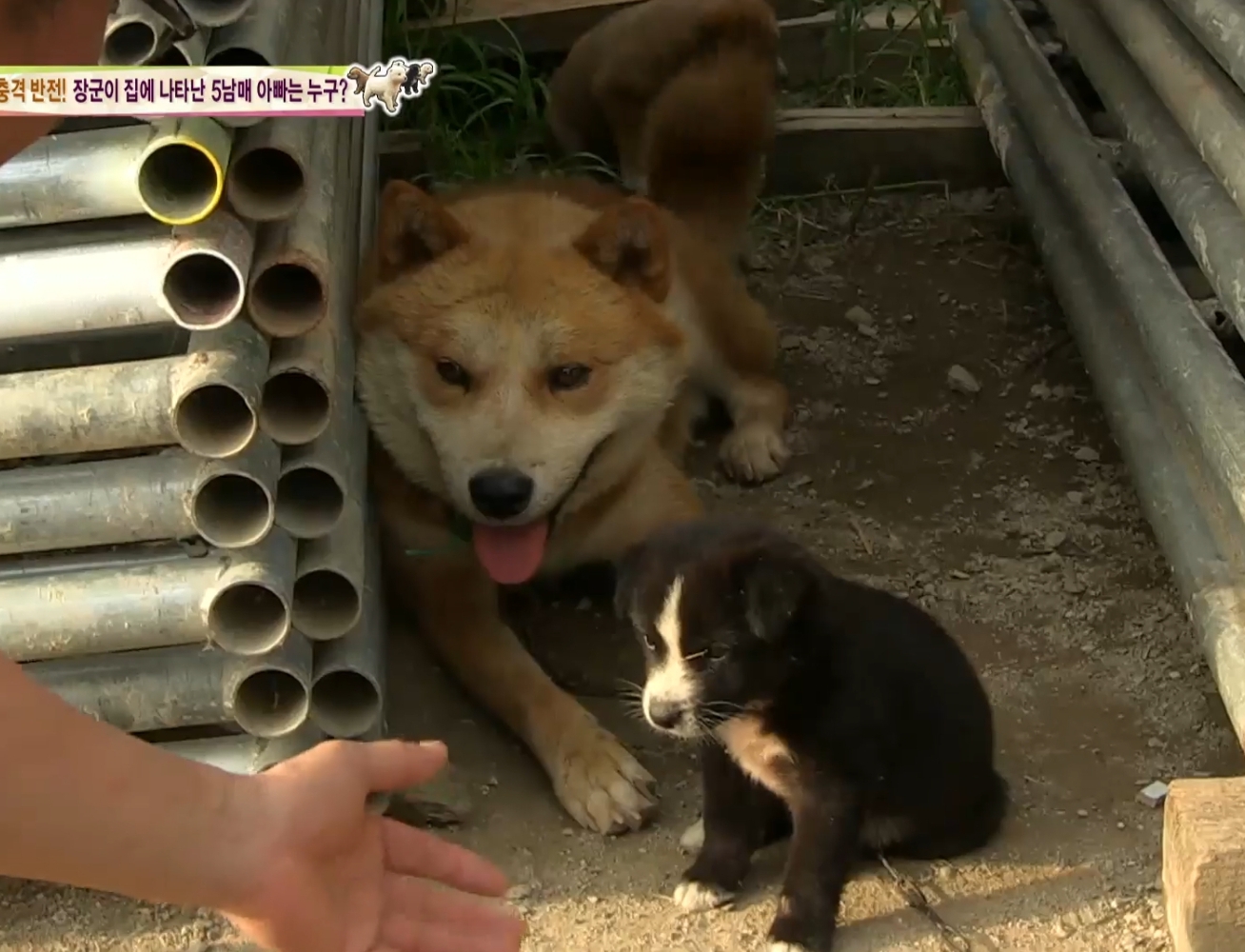 어떤 개가 우리 집에 새끼만 낳아 놓고 안 와요;; 3 | 인스티즈