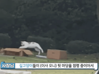 길냥이 집도 만들고 밥도 주지만 키우는 건 아니라는 김경수 지사 | 인스티즈