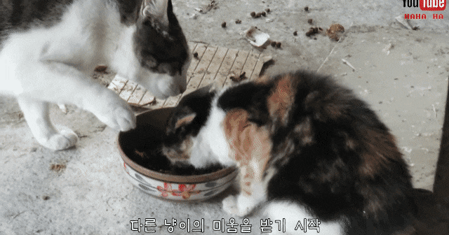 눈물 없인 볼 수 없는 ha삼색 쭈구리 시절...gif | 인스티즈