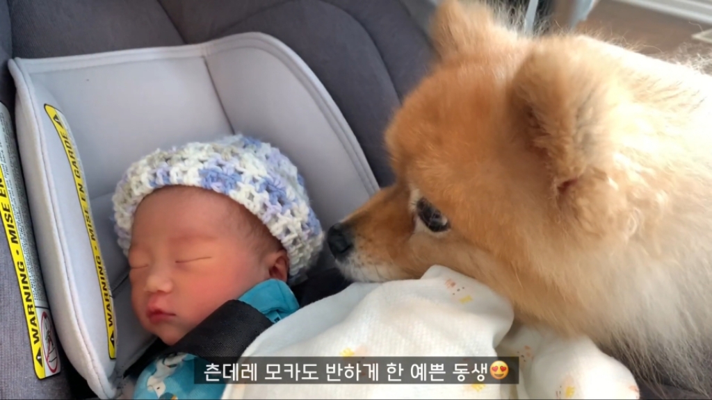 강아지들이 갓난아이를 보는 표정 | 인스티즈