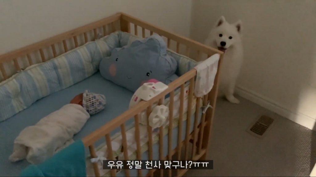 강아지들이 갓난아이를 보는 표정 | 인스티즈