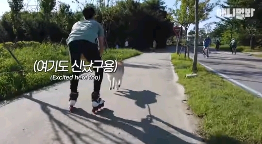 처음 보는 갱얼쥐 산책법 | 인스티즈